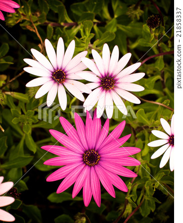 Garden Daisy Flowers 21858337
