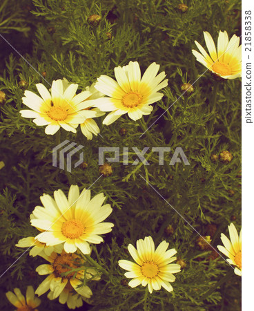 Wild Yellow Daisies Wild Yellow Daisies 21858338
