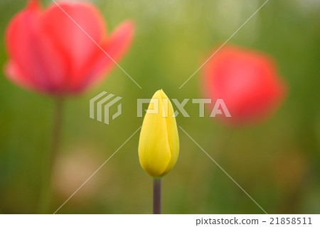 黃色鬱金香芽 21858511