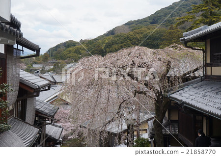 【重要的傳統建築群保存地區】京都府京都市三年坂(Sanneizaka)垂枝櫻花東山區 【重要的傳統建築群保存地區】京都府京都市三年坂(Sanneizaka)垂枝櫻花東山區 21858770