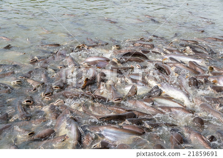 Black ear catfish 21859691