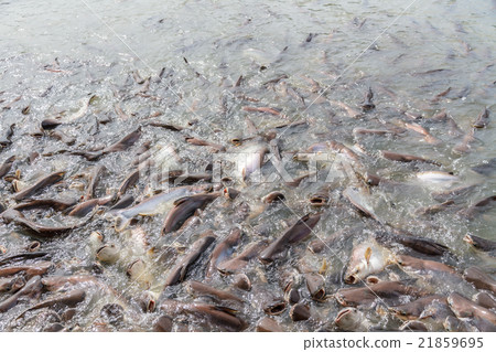 Black ear catfish Black ear catfish 21859695