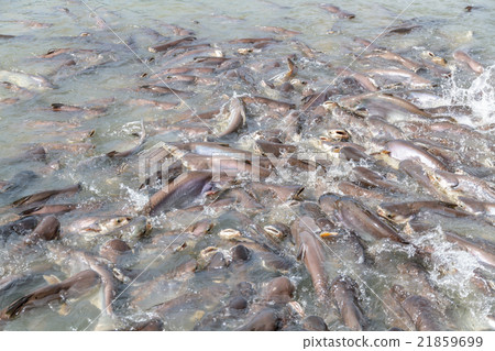 Black ear catfish 21859699