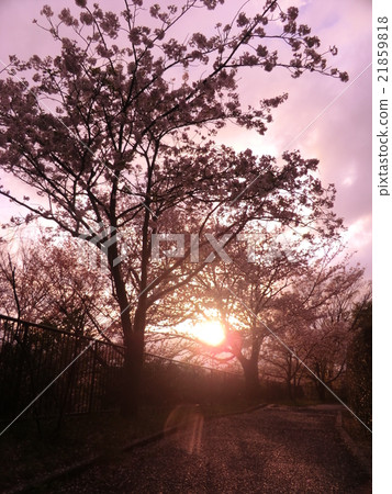 Twilight cherry tree 21859818