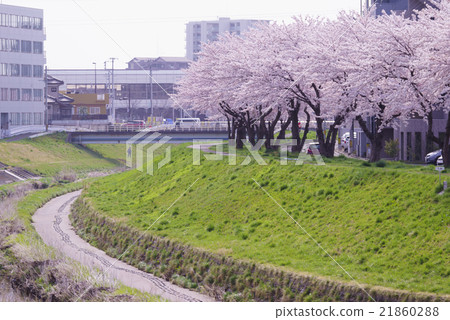 Sendai City subway Namboku Line along Tomizawa Station and Sakuragawa Riverbed blooming cherry blossoms in full bloom from the boardwalk Enjoy spring even in the cherry-blossom residential area 21860288