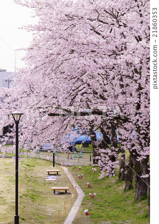 仙台市地鐵南北線富澤川站沿著新大川河畔盛開盛開櫻花可以享受Ohnada Ikota公園長椅 仙台市地鐵南北線富澤川站沿著新大川河畔盛開盛開櫻花可以享受Ohnada Ikota公園長椅 21860353
