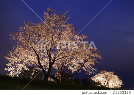 Sendai City Subway Namboku Line Tomizawa Station Senjin Line and the Shinchigawa River Blossoming in the Full Blossom at Night Sakura Light Up Sendai Taihaku Area's Hole Spot Sendai City Subway Namboku Line Tomizawa Station Senjin Line and the Shinchigawa River Blossoming in the Full Blossom at Night Sakura Light Up Sendai Taihaku Area's Hole Spot 21860389