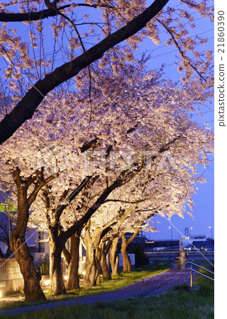 Sendai City Subway Namboku Line Tomizawa Station Senjin Line and the Shinchigawa River Blossoming in the Full Blossom at Night Sakura Light Up Sendai Taihaku Area's Hole Spot 21860390