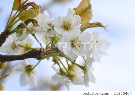 Pear flowers 21860404