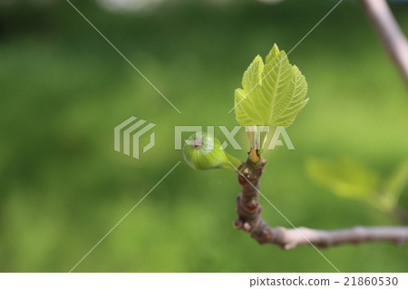 FIG FIG 21860530