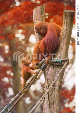 Young orangutan is sleeping on its mother 21860558