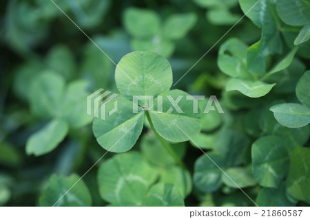 Clover  Clover  21860587