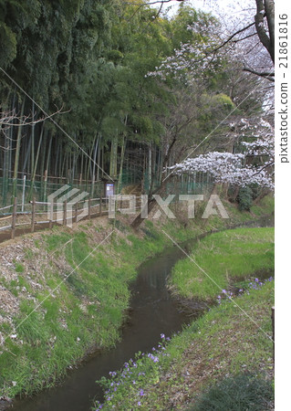 Fumo-dori Funabori在春天(西緣) Fumo-dori Funabori在春天(西緣) 21861816