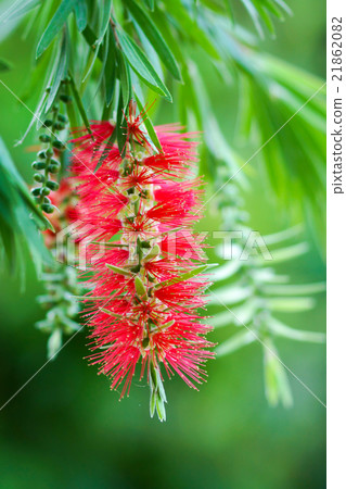 red bottlebrush flower in bloom red bottlebrush flower in bloom 21862082
