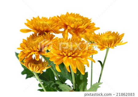 chrysanthemum flower chrysanthemum flower 21862083