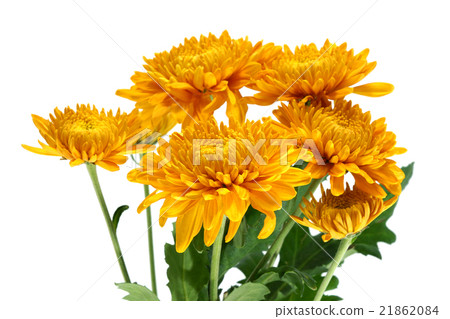 chrysanthemum flower 21862084