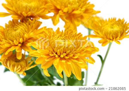 chrysanthemum flower 21862085
