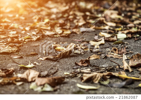 Brown fallen leaves laying on the ground. Brown fallen leaves laying on the ground. 21862087