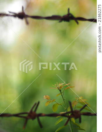 creeping plant wild plant on rustic barbed wire 21862275