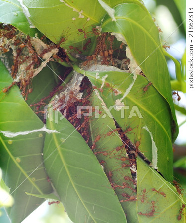 red ants repair and protect their nest on the tree red ants repair and protect their nest on the tree 21862313