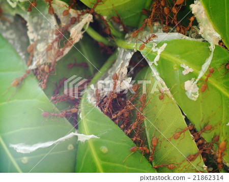 red ants repair and protect their nest on the tree red ants repair and protect their nest on the tree 21862314