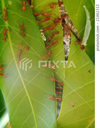 red ants repair and protect their nest on the tree red ants repair and protect their nest on the tree 21862315