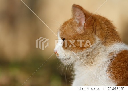 portrait of white-red cat in a profile 21862461
