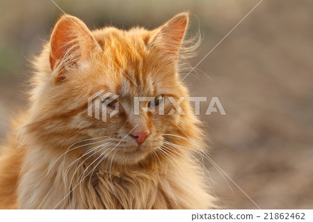portrait of a red cat from the front on the nature 21862462
