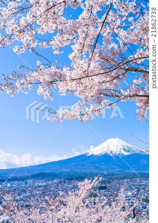 Mt. Fuji and cherry blossoms in full bloom Mt. Fuji and cherry blossoms in full bloom 21862738