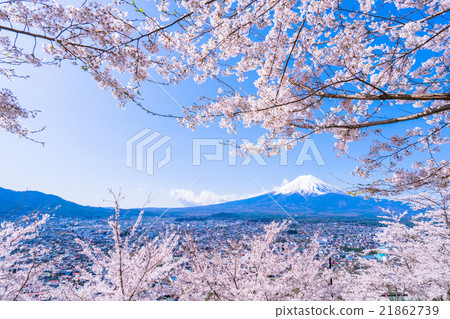 富士山和盛開的櫻花 富士山和盛開的櫻花 21862739