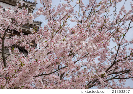 Cherry blossoms (Somei Yoshino) 21863207