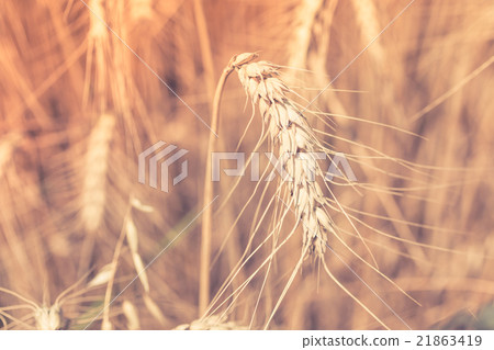 Ripe Cereal field 21863419