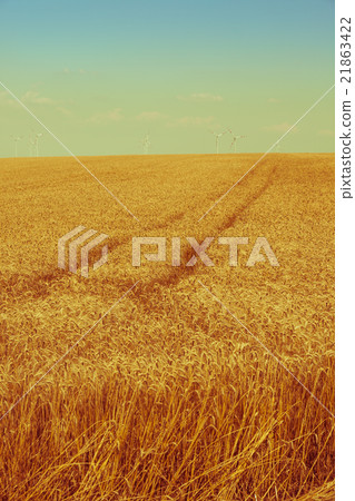Ripe Cereal field 21863422