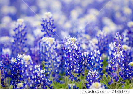 Texas wildflower - Closeup bluebonnets in spring. 21863783