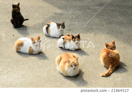 貓的家人 21864527