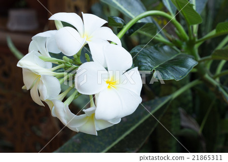 Frangipani flower isolated on white Frangipani flower isolated on white 21865311