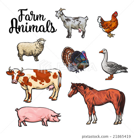Set of farm animals on the white background 21865419