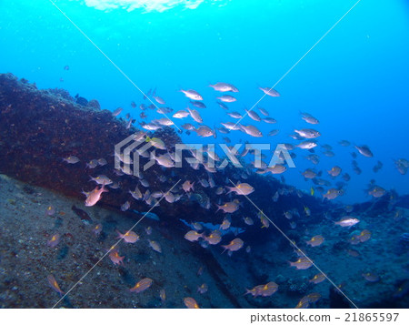 A sunken ship in the sea of the Ogasawara Islands and Chichijima and a lot of sawtooth dies 21865597