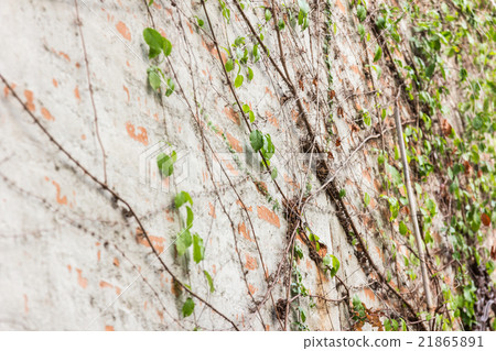 Vine Branch, Vine leaves on wall background 21865891