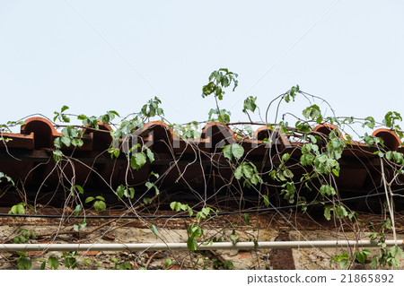 Wet tiled roof covered by climbing plants closeup Wet tiled roof covered by climbing plants closeup 21865892