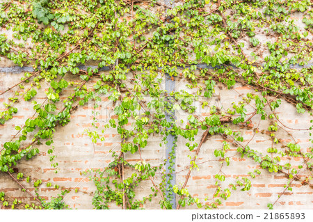 Vine Branch, Vine leaves on wall background Vine Branch, Vine leaves on wall background 21865893