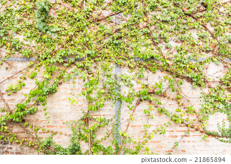 Vine Branch, Vine leaves on wall background 21865894
