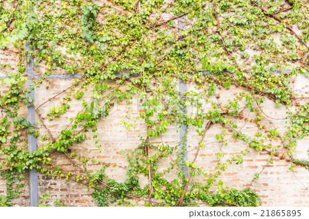 Vine Branch, Vine leaves on wall background Vine Branch, Vine leaves on wall background 21865895