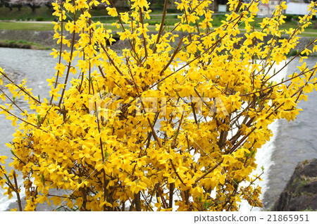 Kamogawa河的Forsyth花 21865951