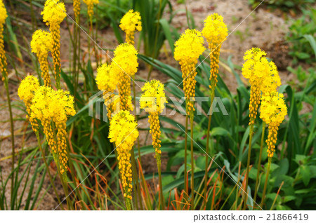 Burvinella · Floribunda Burvinella · Floribunda 21866419