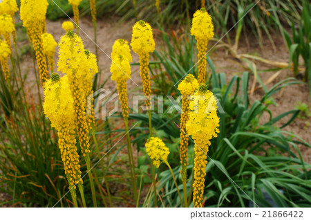 Burvinella · Floribunda 21866422