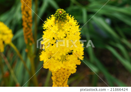 Burvinella · Floribunda Burvinella · Floribunda 21866424