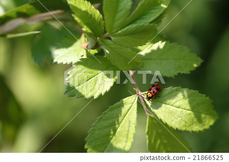 Croutons beetle Croutons beetle 21866525