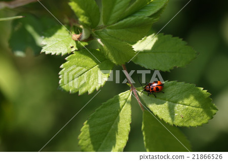 Croutons beetle Croutons beetle 21866526