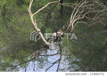 Turtle shell drying 21866752